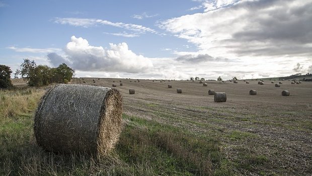 Auch die Landwirtschaft von Grosbritannien wurde vom heissen Sommer nicht verschont. (Symbolbild Pixabay)