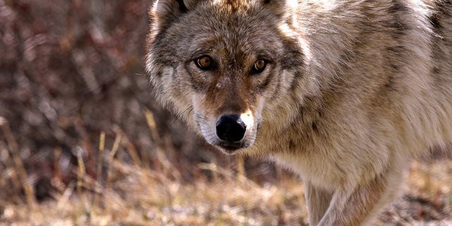 Anfangs letzte Woche wurde bekannt, dass in mehreren Kantonen Tiere gerissen wurden. Ob tatsächlich ein Wolf dahinter steckt, werden DNA-Ergebnisse, die in gut zwei Wochen vorliegen, zeigen. (Bild Pixabay)