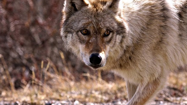Anfangs letzte Woche wurde bekannt, dass in mehreren Kantonen Tiere gerissen wurden. Ob tatsächlich ein Wolf dahinter steckt, werden DNA-Ergebnisse, die in gut zwei Wochen vorliegen, zeigen. (Bild Pixabay)