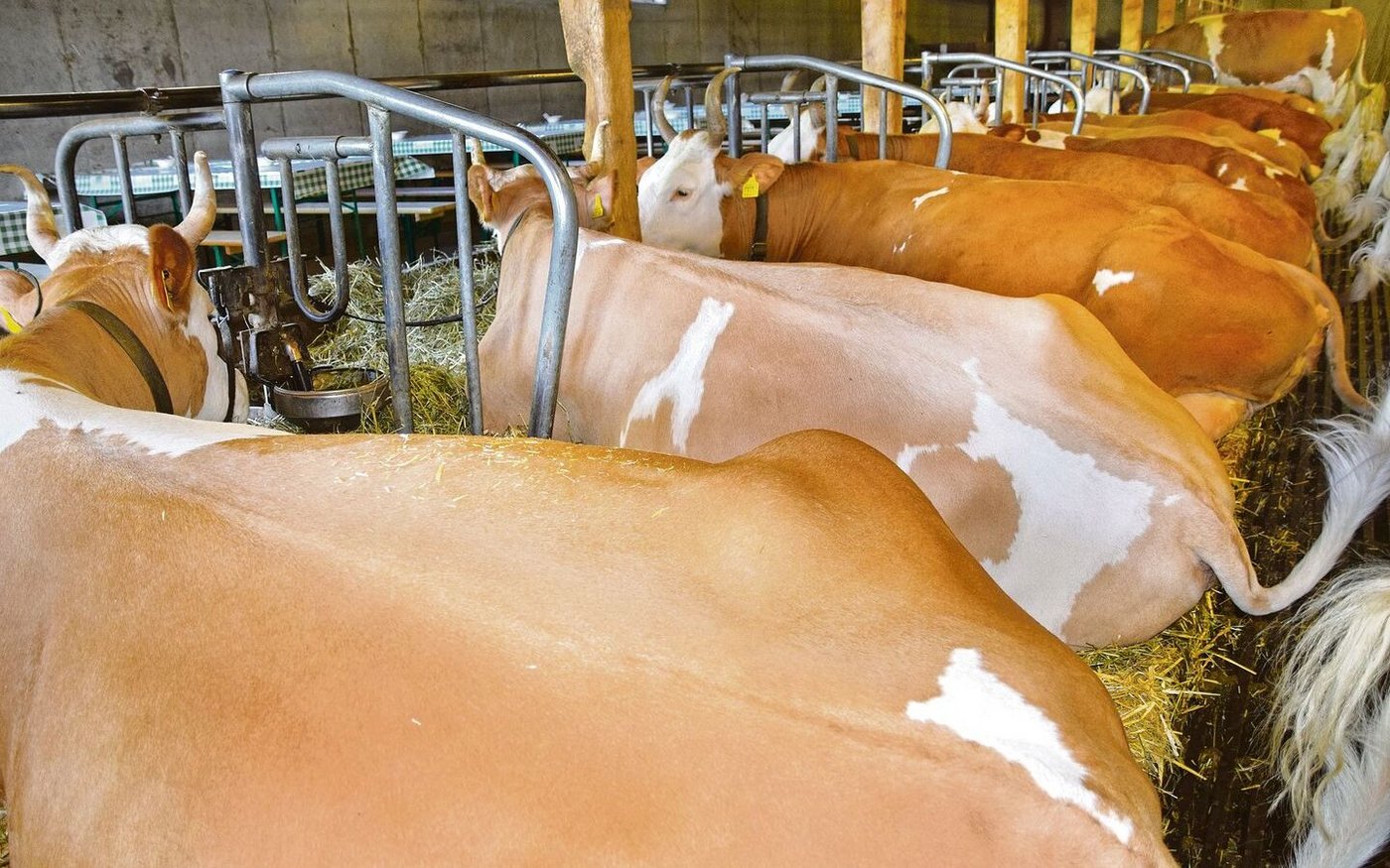 Ein Blick in den schönen Anbindestall bei der Familie Roland und Brigitte Knutti in Riggisberg BE.