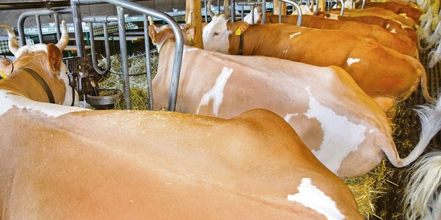Ein Blick in den schönen Anbindestall bei der Familie Roland und Brigitte Knutti in Riggisberg BE.