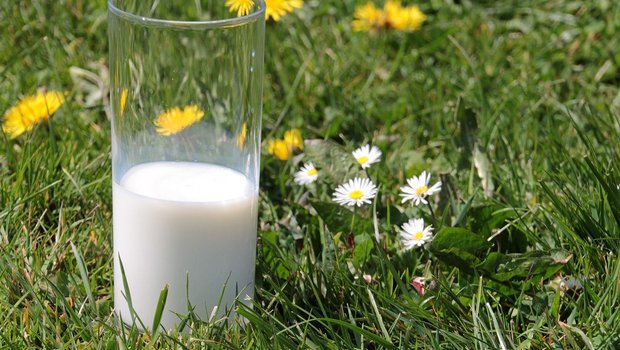 Auf dem Milchmarkt ist es – wenn überhaupt – nur auf den ersten Blick idyllisch: Bei den Preisen wird getrickst, ist sich Big-M sicher. (Bild Myriams-Fotos /Pixabay) 