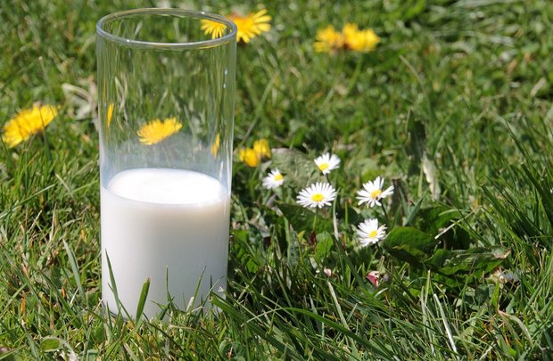 «Vor einer Milchpreiserhöhung werden die Preise systematisch gedrückt» Auf dem Milchmarkt ist es – wenn überhaupt – nur auf den ersten Blick idyllisch: Bei den Preisen wird getrickst, ist sich Big-M sicher. (Bild Myriams-Fotos /Pixabay)