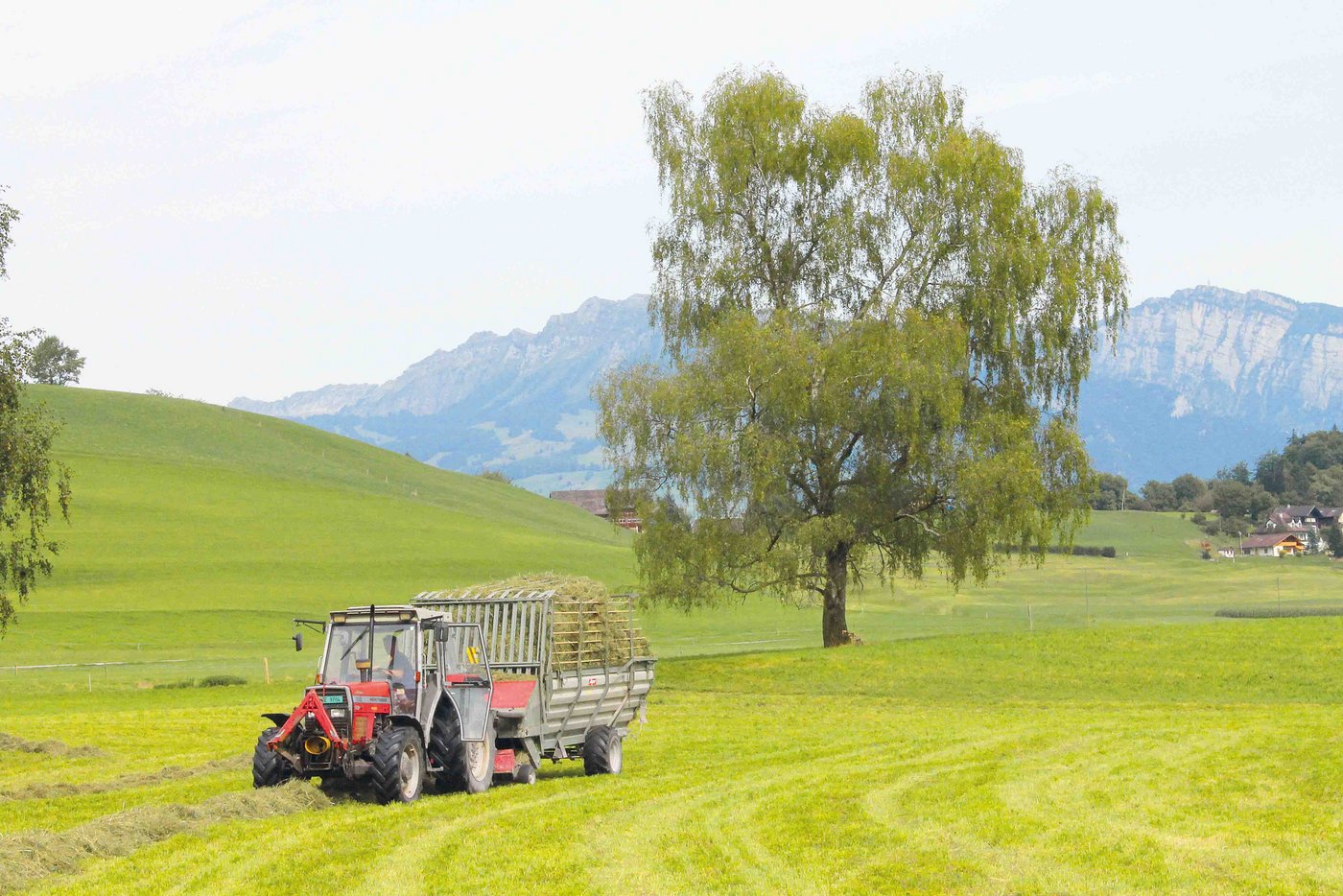 Wie über die Hälfte aller in der Schweiz zugelassenen Traktoren hat auch Hansjürg Schäfers MF 365 schon 25 oder mehr Arbeitsjahre auf den Achsen. (Bild Martin Raaflaub)