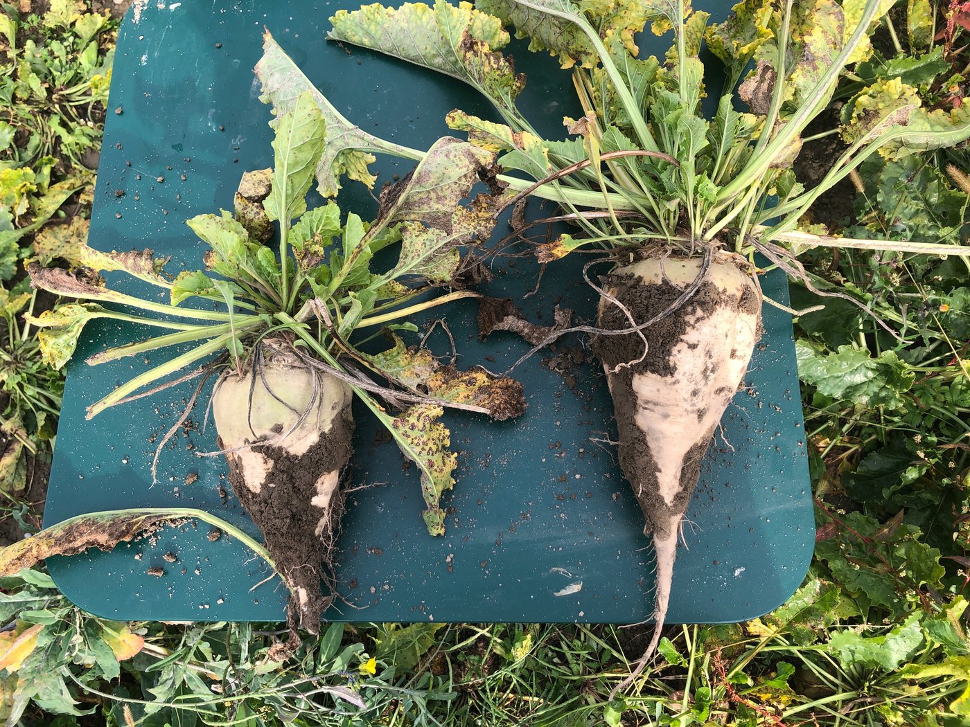 Links: Eine Rübe, die nicht mit Fungiziden behandelt wurde. Rechts: Mit Fungiziden. 