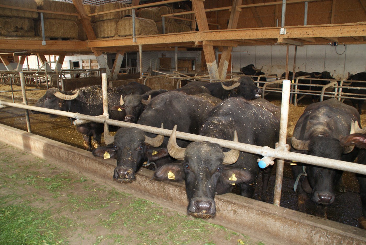 Bauer Roman Speck hält 20 Wasserbüffel. (Bild Michael Götz) 