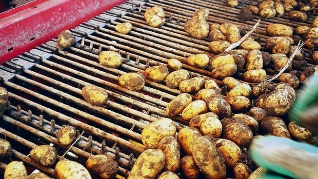 In diesen Tagen komm In diesen Tagen kommen die ersten Frühkartoffeln in den Boden. Wie gross die Ernte wird, entscheidet auch das Wetter.