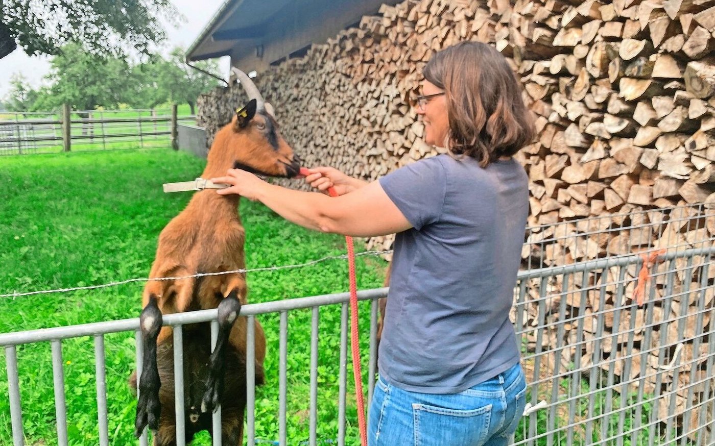 Sandra Meyer-Huwyler legt einem der beiden Geissböcke eine Leine an. Sie hatte die Tiere ursprünglich für Geissen-Trekkings gekauft.