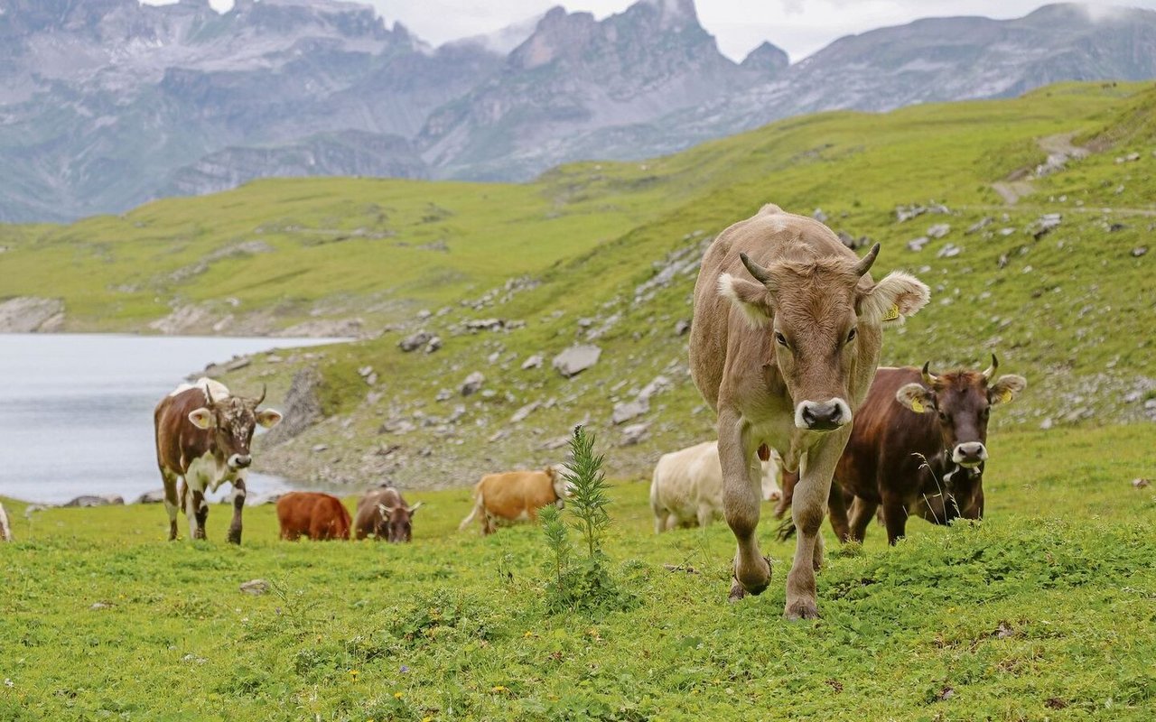 Die Annahme der Biodiversitäts-Initiative führt laut SAV zu kontraproduktiven Einschränkungen der Alpwirtschaft.