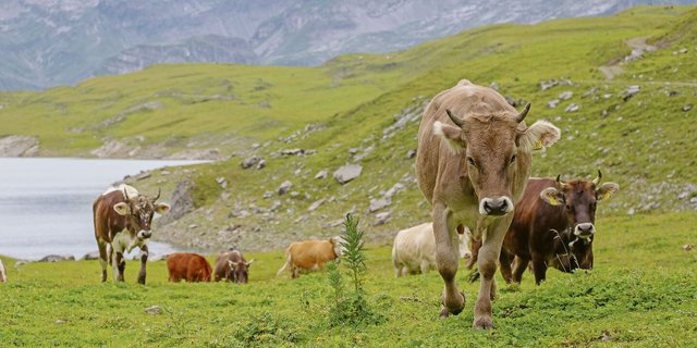 Die Annahme der Biodiversitäts-Initiative führt laut SAV zu kontraproduktiven Einschränkungen der Alpwirtschaft.