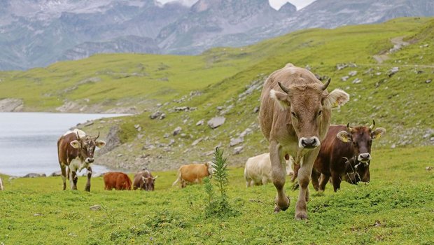Die Annahme der Biodiversitäts-Initiative führt laut SAV zu kontraproduktiven Einschränkungen der Alpwirtschaft.