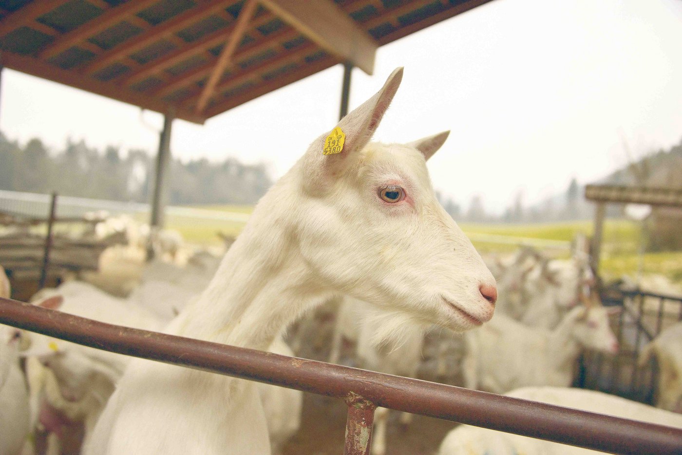 Die Saanenziegen werden in der Schweiz am häufigsten gehalten und sind bekannt für ihre Milchleistung, die bis zu 900 kg pro Tier und Jahr beträgt.