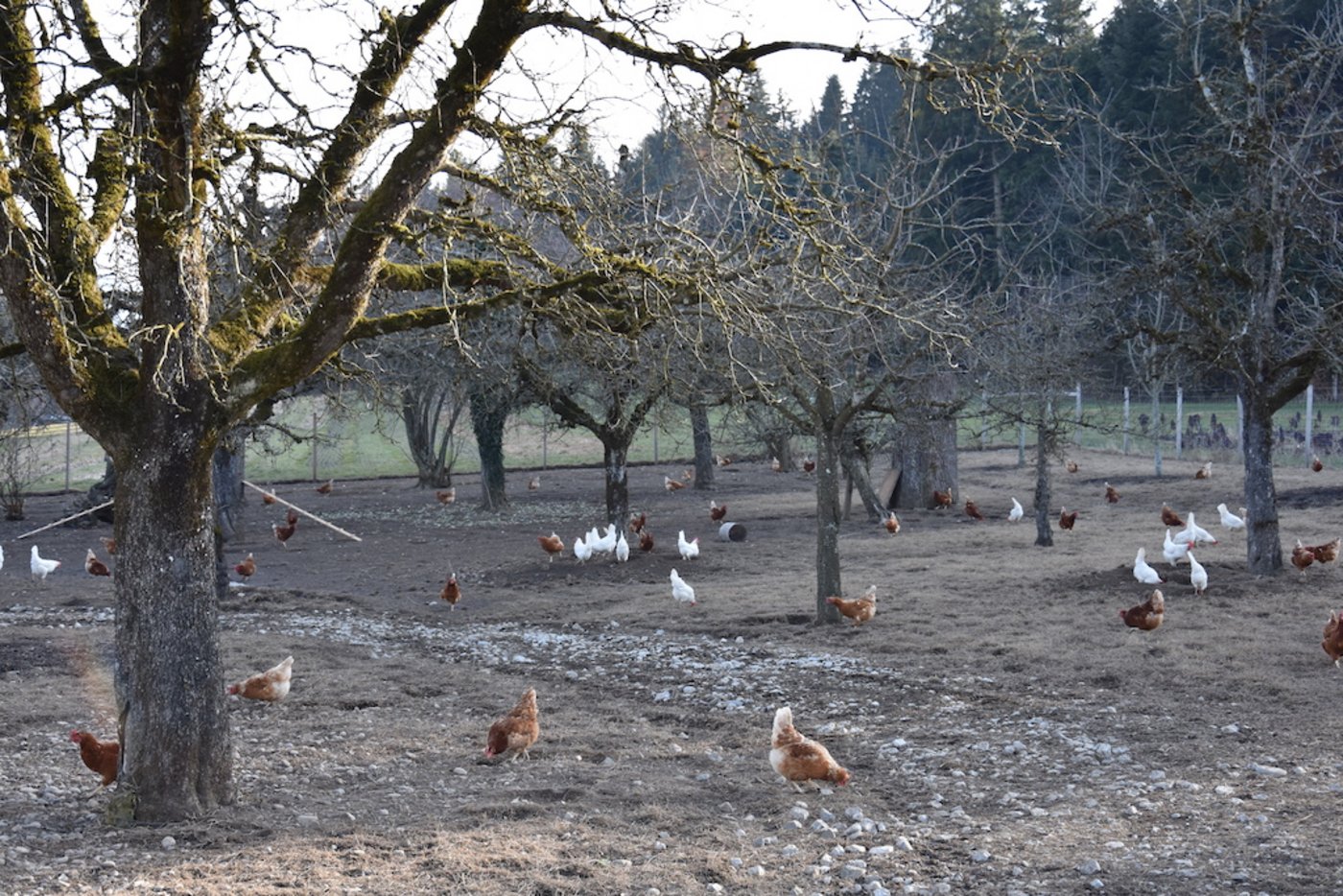 Agroforst funktioniert auch mit Tierhaltung. Im Bild werden Hühner in einem Areal mit Hochstamm-Obstbäumen gehalten. (Bild Katrin Erfurt)