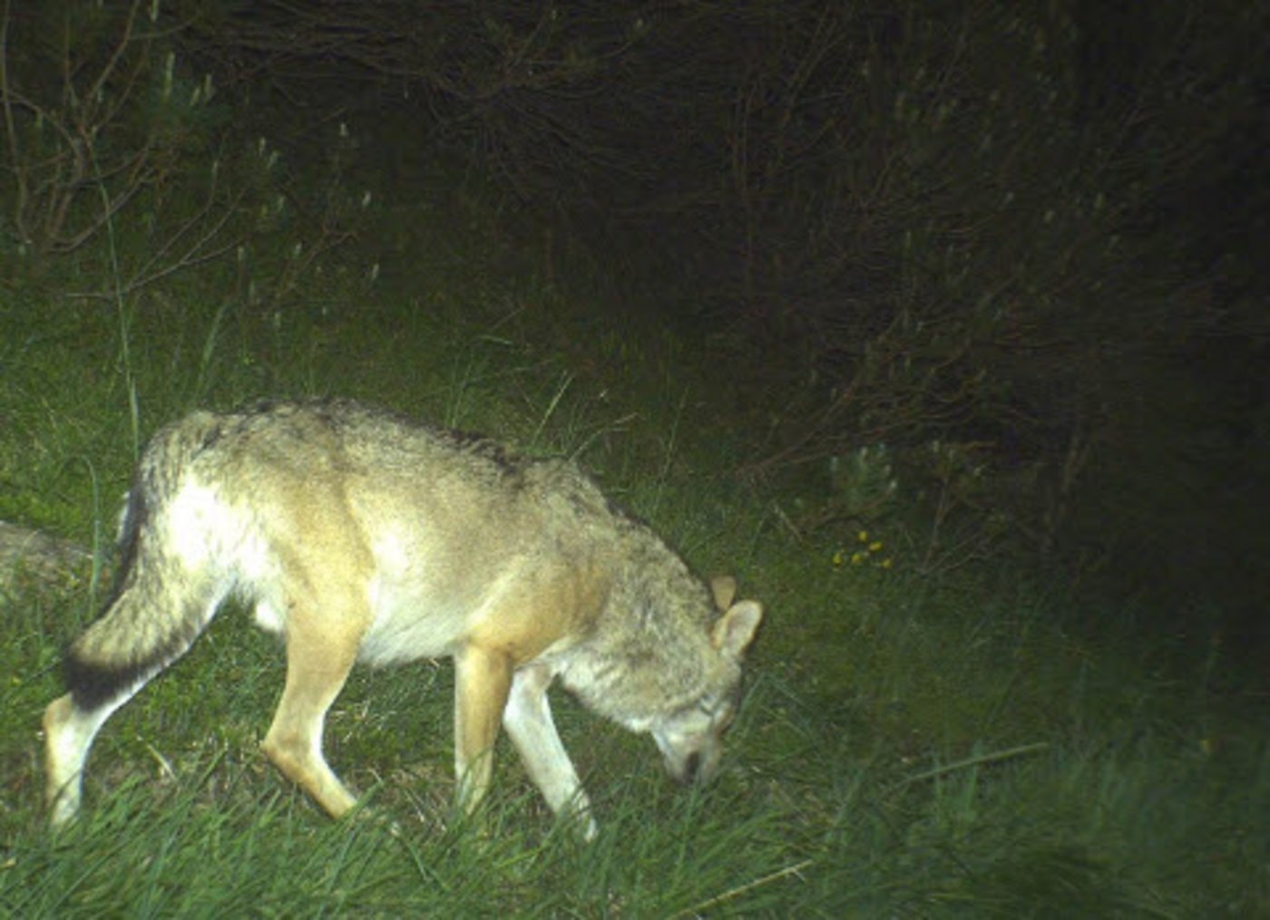 Mit der Fotofalle "abgeschossener" Wolf. Auf dem nächsten Bild ...