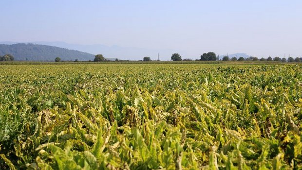 Unter anderem in Frankreich, dem grössten Zuckerhersteller Europas, ist Gaucho wieder gegen die Viröse Vergilbung im Einsatz. (Bild ji/lid) 