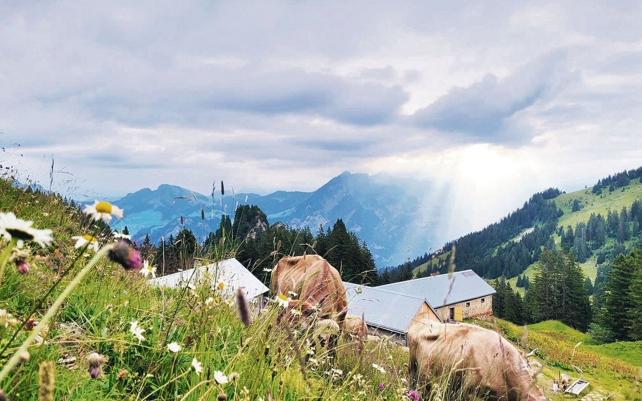 Aussicht von der Oberen Nüenalp. Die Alp ist von Juni bis September Lebensmittelpunkt der Familie.