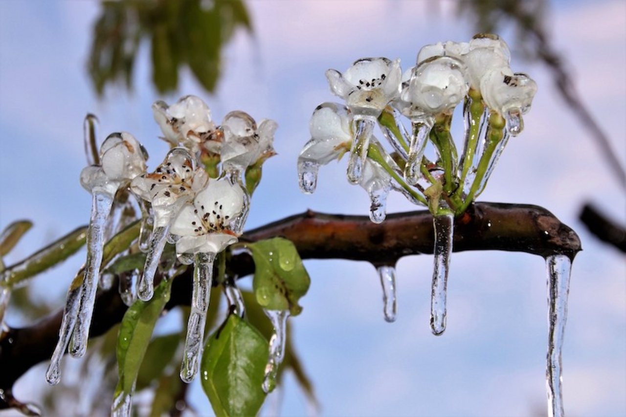 Um die zarten Kernobstblüten bildete sich als Folge der Frostbewässerung eine schützende Eisschicht. (Bild RoMü)