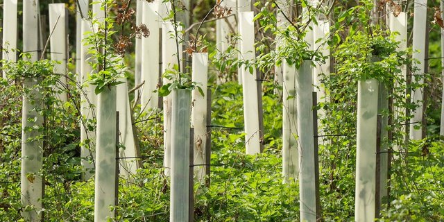 Besonders grosses Potenzial haben laut den Forschenden wiederhergestellte Wälder. (Bild Pixabay)