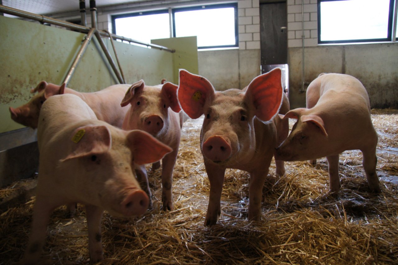 Innerhalb der letzten 5 Jahre ist der Schweinebestand um 7,8% gesunken. (Symbolbild lid)