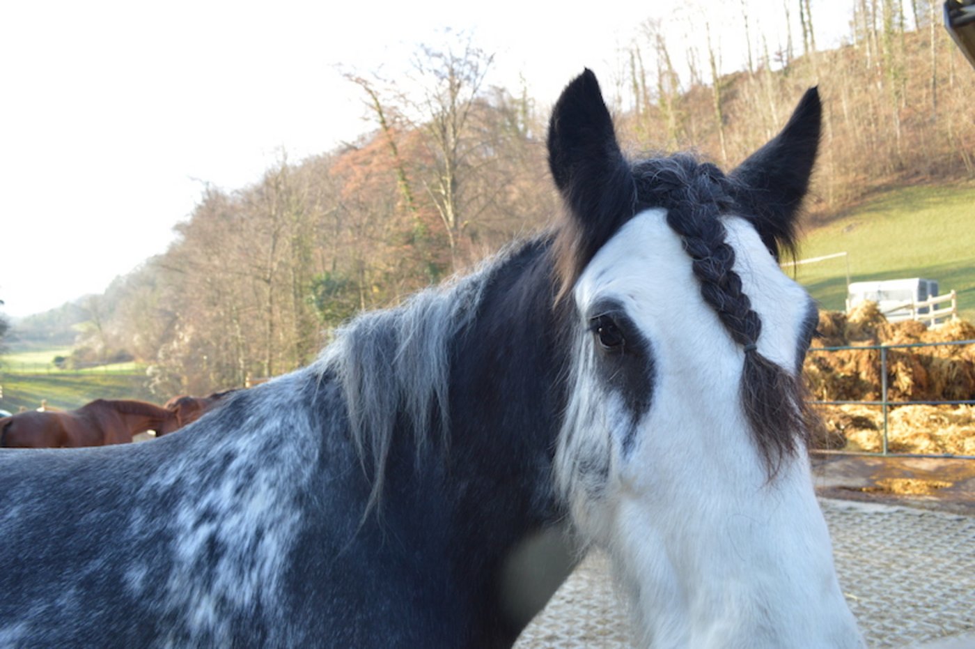 Zurzeit sind auf dem Hof vierzehn Pferde untergebracht. (Bild asa)