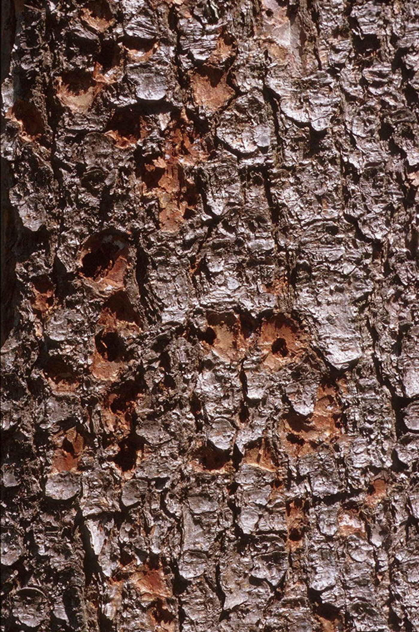Abgefallene Rindenschuppen (sogenannte Rindenspiegel) entstehen, wenn der Specht auf der Jagd nach Buchdruckern gegen den Stamm klopft. (Bild Beat Wermelinger/WSL)