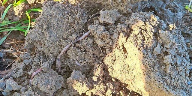 Konservierende Landwirtschaft stellt den Boden ins Zentrum. Zum gesunden Boden gehören viele Regenwürmer.