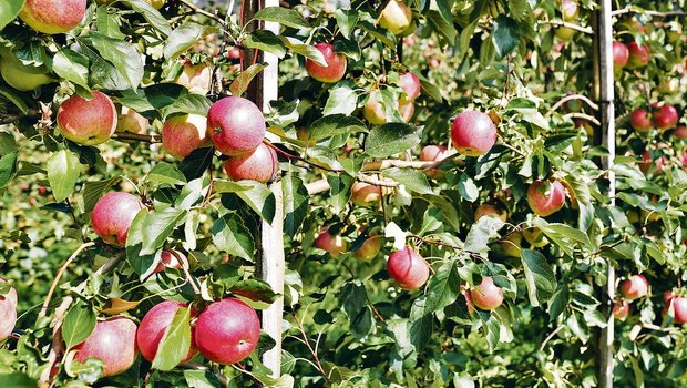 Schorfresistente Sorten wie Resi (Bild) sind für den Biolandbau geeignet. Vom Handel werden aber anfällige Apfelsorten wie Gala nachgefragt.(Bild zVg)