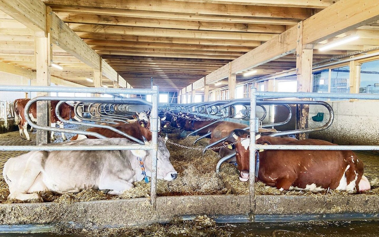 Bestätigung für einen erfolgreichen Stallbau durch die neuen Bewohnerinnen: Fast alle Kühe liegen und käuen wieder.