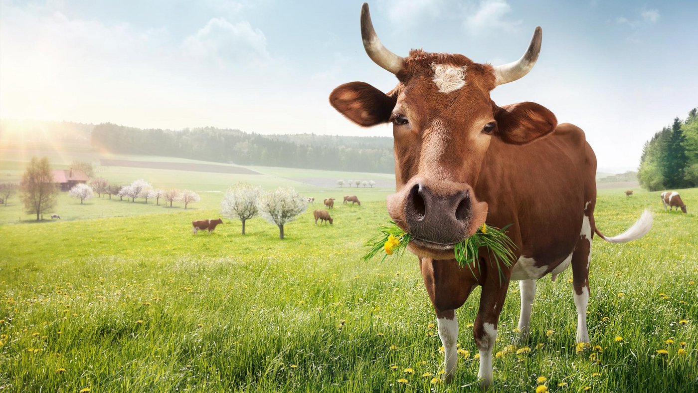 Nach Verhandlungen wurde beschlossen, dass die Schlachtzahlen bei allen Tiergattungen unverändert bleiben. (Bild Terra Suisse)