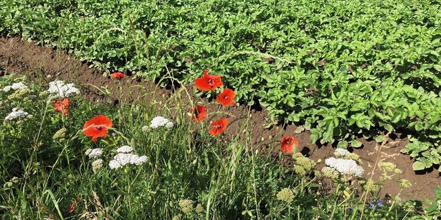 Um Abdrift von konventionellen auf biologische Parzellen zu vermeiden, sollten Grenzen sinnvoll gestaltet werden, wie hier mit Nützlingsstreifen.