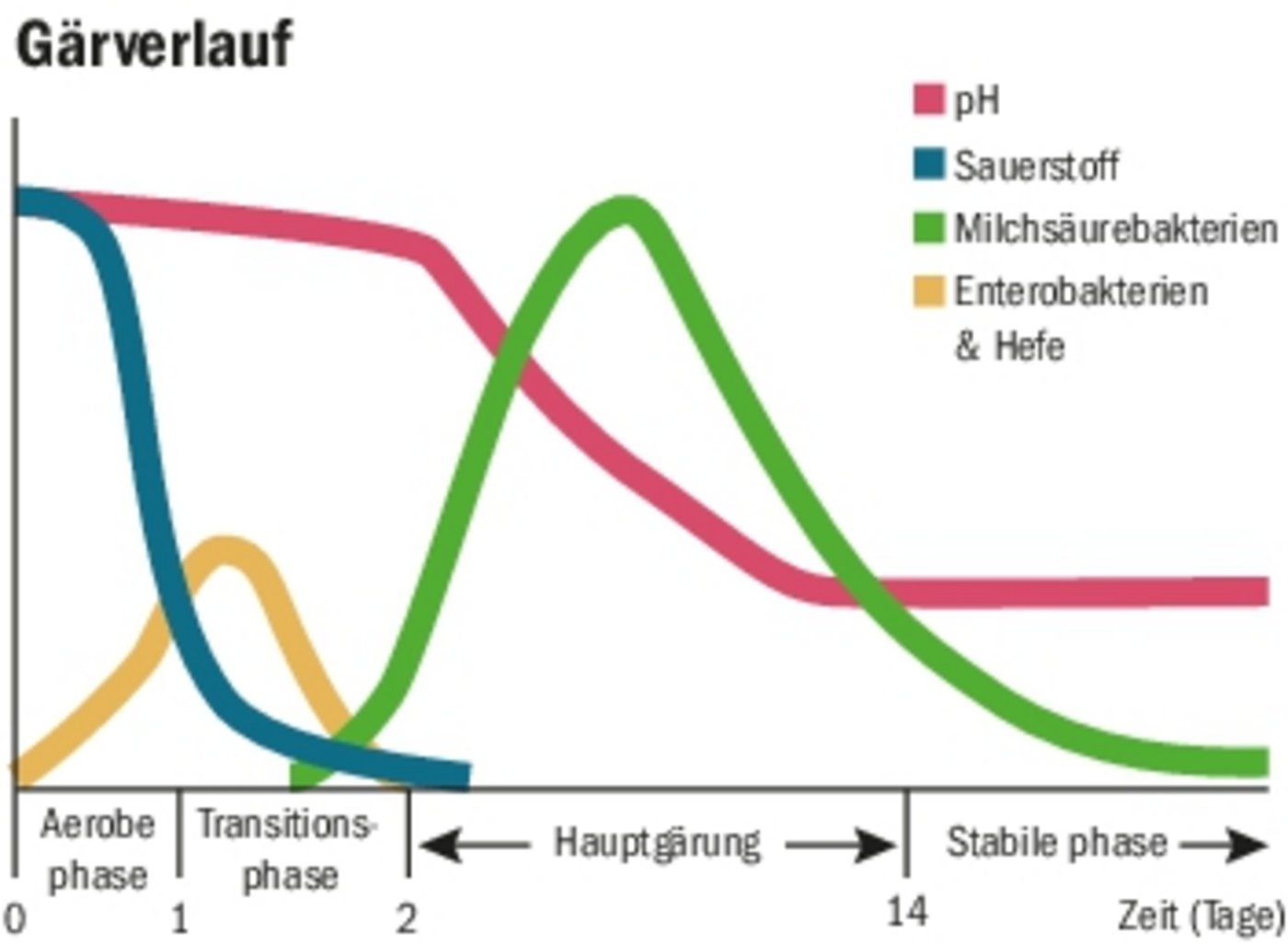 Bei der Hauptgärung wandeln die Milchsäurebakterien Zucker in Milchsäure um, der pH-Wert sinkt dabei. (Grafik BauZ/Quelle Trinova AG)