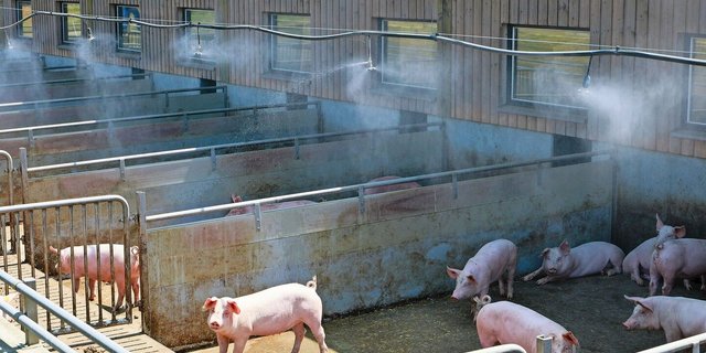 Eine Niederdruckberieselung mittels Sprinkleranlage über dem Auslauf verschafft den Schweinen bei hohen Temperaturen Abkühlung. 