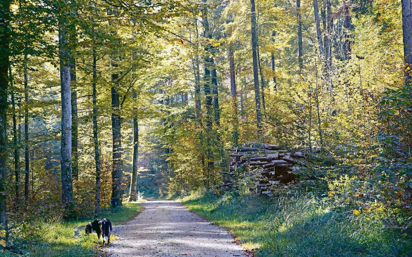 Im Herbst ist die Steueroptimierung angesagt. Ist das Geschäftsjahr zu Ende, kann man nur noch mit der Abschreibungshöhe das Einkommen und somit die Steuerbelastung beeinflussen.