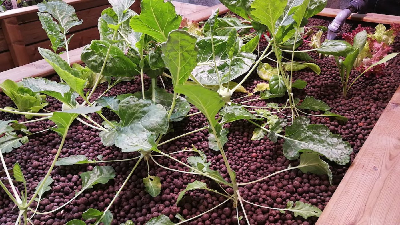 Wasabi, Federkohl und Salate wachsen in Blähton-Beeten.
