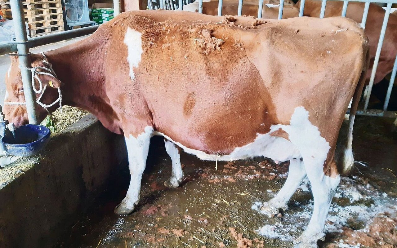 Viele der Tiere hörten beim Scheren mit dem Fressen auf, so gerne haben sie den «Coiffeur».