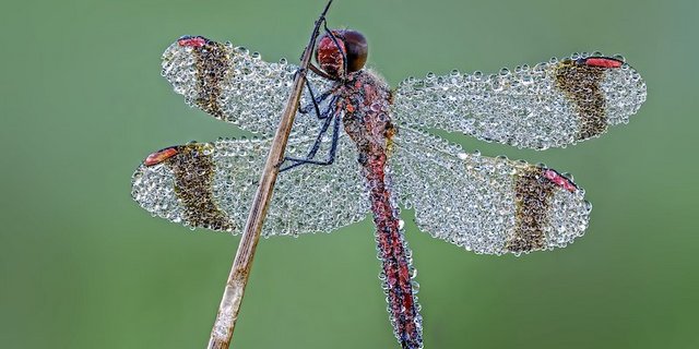Eine gebänderte Heidelibelle voller Tautropfen. (Bilder zVg/Landliebeverlag)