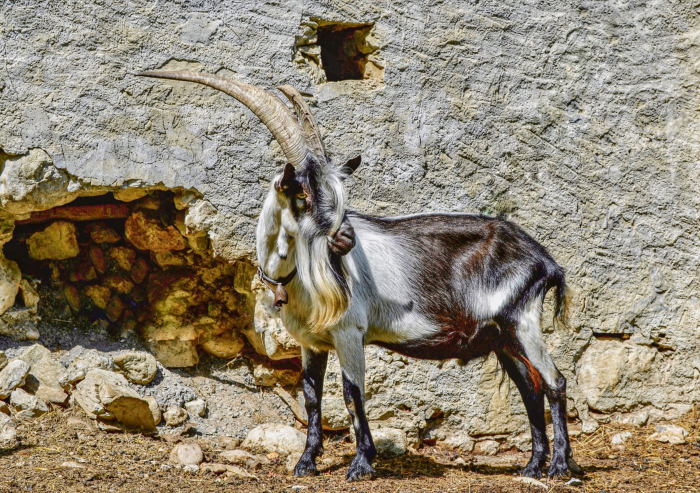 Der imposante Pfauenziegenbock Willi geniesst die Sonne vor dem Stall. (Bild Lisa McKenna)