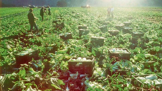 Portugiesische Erntehelfer(innen) müssen ab 11. März 2021 nicht mehr in Quarantäne nach der Einreise. Anders sieht es ab dem 22. März 2021 bei den Polen und Rumänen aus. (Bild BauernZeitung)