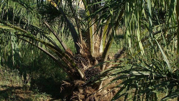 Uniterre zweifelt an der Nachhaltigkeit des Knospe-Palmöls Auf der Agripalma-Plantage soll Knospe-Palmöl angebaut werden, dass nicht so nachhaltig wie gewünscht sei. (Bild Pixabay)
