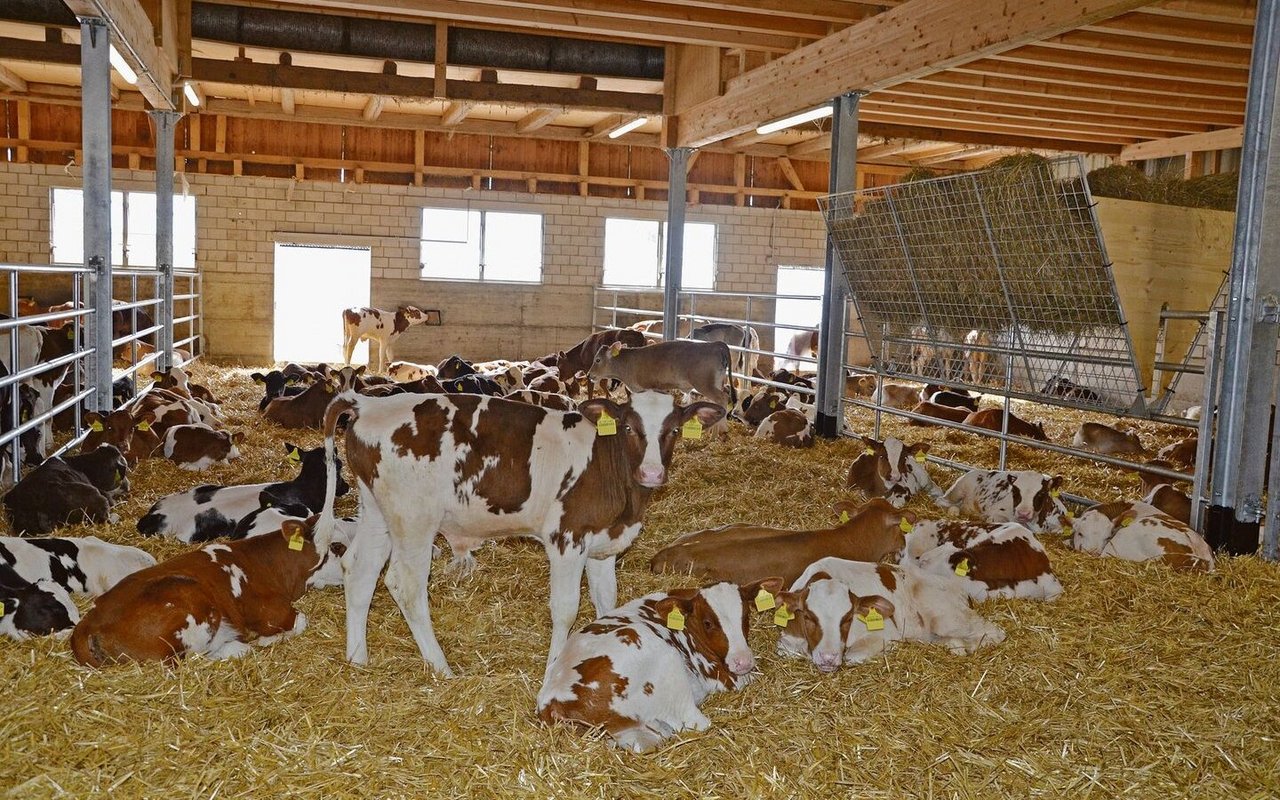 Gutes Stallklima hilft den eingestallten Tränkern mehr als das grossflächige Scheren des Rückens.