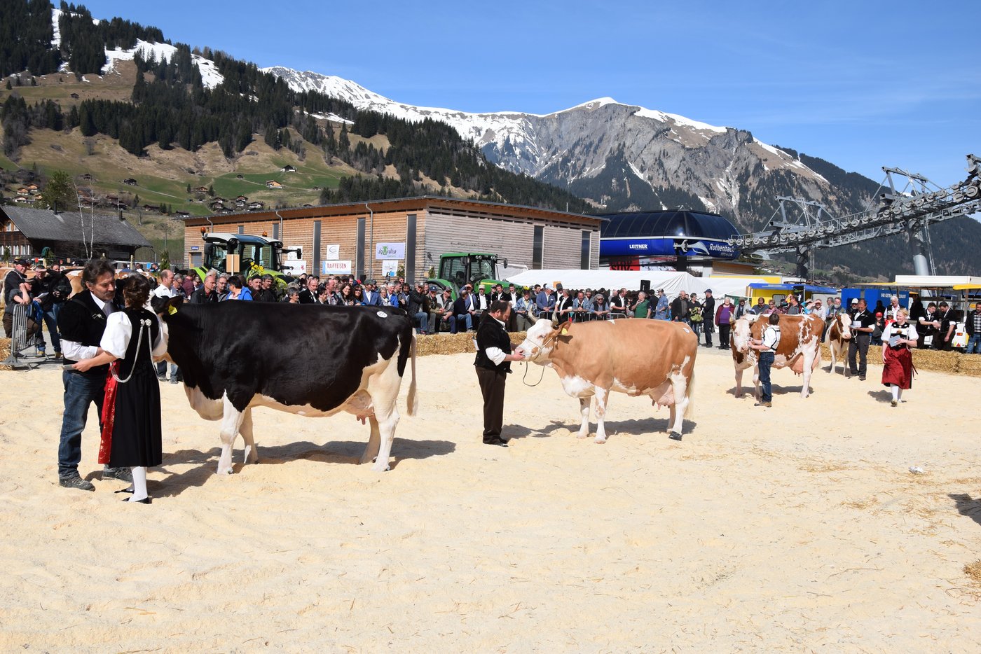 Vier eindrückliche 100 000er Kühe im Ring.