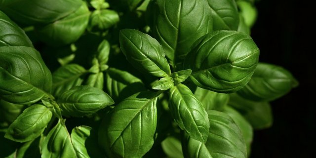 Wenn der Basilikum nicht frisch wächst, sondern abgepackt ist, kann er Bakterien oder Schimmel enthalten. (Symbolbild Pixabay)