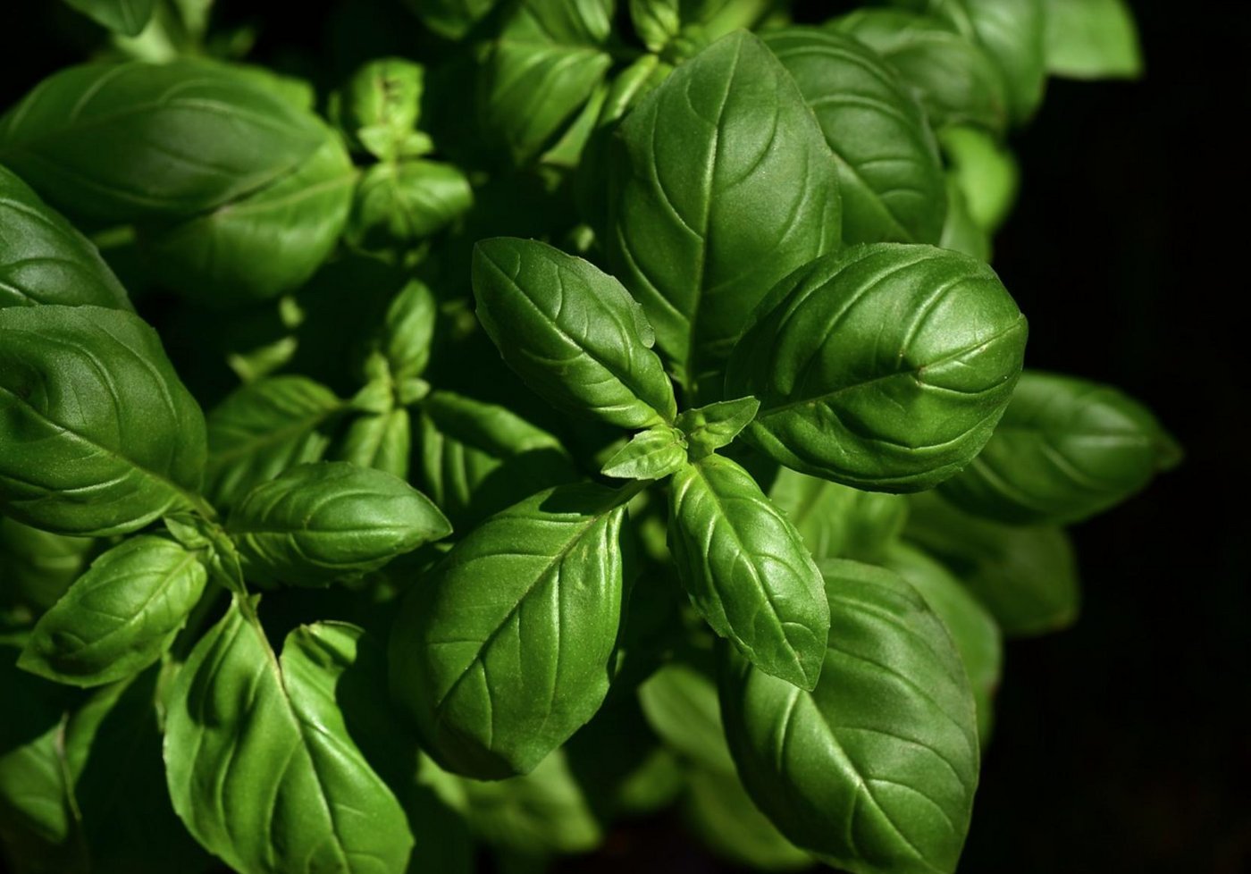 Wenn der Basilikum nicht frisch wächst, sondern abgepackt ist, kann er Bakterien oder Schimmel enthalten. (Symbolbild Pixabay)