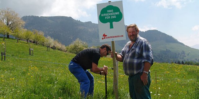 Beim Turndliberg-Hof auf dem Walchwilerberg auf 950 Meter über Meer wurden 30 neue Hochstamm-Chriesibäume mit Brennkirschen angepflanzt. (Foto Caroline Lötscher, Zug)