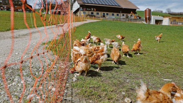 Diese Biopoulets geniessen ihren Weidegang sichtlich. Der fotografierte Betrieb produziert für Micarna. 