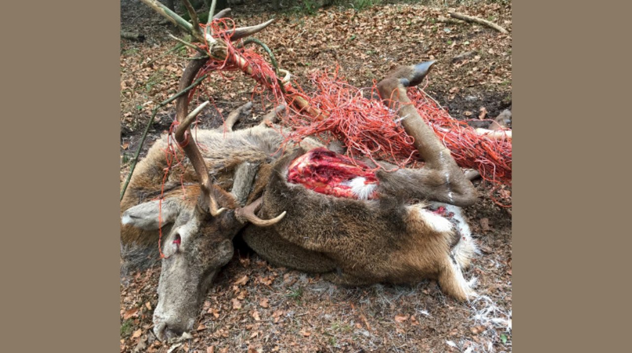 Trauriger Anblick: Ein Hirsch hat sich verheddert in einem Weidenetz. (Bild Steven Diethelm/zVg)