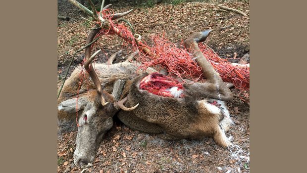 Durch sichere Weidezäune kann Tierleid vermieden werden - jetzt aktualisiertes Merkblatt lesen Trauriger Anblick: Ein Hirsch hat sich verheddert in einem Weidenetz. (Bild Steven Diethelm/zVg)