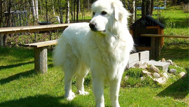 Herdenschutzhunde sollte man keinesfalls provozieren. (Bild lid)