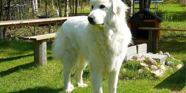 Herdenschutzhunde sollte man keinesfalls provozieren. (Bild lid)