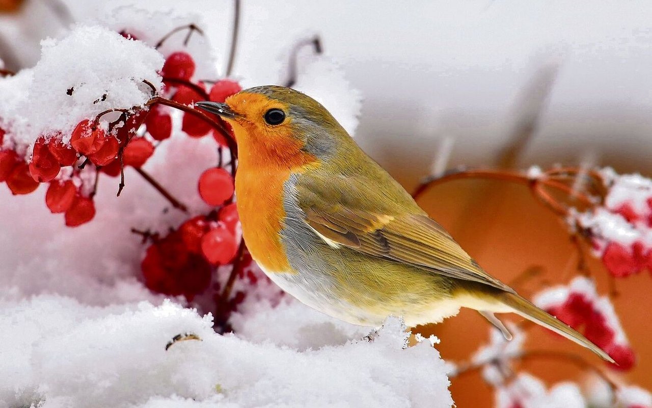 Die Beeren des Schneeballs sind eine willkommene Nahrungsquelle, etwa für Rotkehlchen.